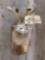 Juvenile shoulder-mount jackalope
