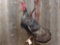 Full body mount turkey wall hanger