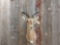 African Impala shoulder-mount