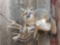 Nice full body mount grey fox on Driftwood hanging base