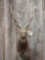 Shoulder mount Sika Deer