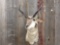 Pronghorn antelope shoulder-mount