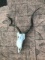 Addax Antelope skull