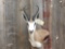African springbok shoulder-mount