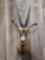 African Fringe eared oryx shoulder mount