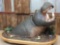 Half body mount hippopotamus