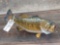 20 inch real skin bass fish mount