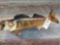 29 inch walleye real skin fish mount