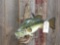 21 inch largemouth bass real skin mount fish