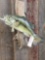 23 inch largemouth bass real skin fish mount