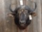 African cape buffalo shoulder-mount