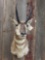 Shoulder-mount pronghorn antelope