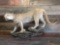 Nice full body mount mountain lion on artificial Rock lightweight hanging base