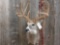 Mainframe 5 x 5 Whitetail shoulder-mount in velvet