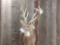 Mainframe 4X4 Whitetail shoulder-mount