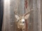 5 x 5 shoulder Mount mule deer