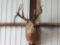 5 x 5 Whitetail shoulder-mount