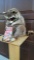 Raccoon eating Cracker Jacks