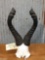 African hartebeest horns on skull plate