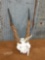 African eland horns and skull plate