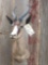 African chocolate springbok shoulder-mount
