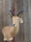 African Impala shoulder-mount