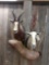 African blesbok dual shoulder mount