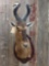 African hartebeest shoulder-mount