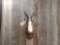 African blesbok shoulder-mount