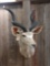 African kudu shoulder-mount