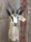 African springbok shoulder-mount