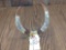 Beautiful Double Scrimshaw Warthog Tusk Display