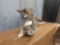 Full body mount grey Fox on Driftwood base