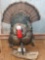 Full body mount turkey in full strut pose