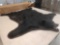 Huge black bear rug