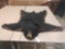 Nice little black bear rug