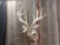 150 Class 4x4 Whitetail Shoulder Mount