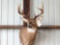 5 x 5 Whitetail shoulder-mount