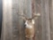 4x4 Shoulder Mount Whitetail