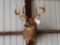 4 x 5 shoulder Mount Whitetail