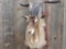 Catalina goat shoulder mount