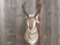 Shoulder Mount Pronghorn Antelope