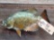 14 inch crappie reel skin fish mount