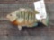 9 inch bluegill real skin fish mount
