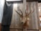 Shoulder Mount 6x6 Elk