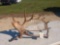 Beautiful Moose Antler Carving