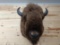 Giant Bison Buffalo Shoulder Mount 46
