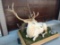 Rare life-size White Elk Has detachable horns 8' x 52