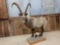 Full body mount ibex