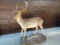 Full Body Mount Fallow Deer